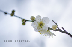 plum festival