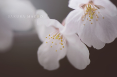 sakura macro