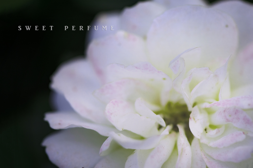sweet perfume
