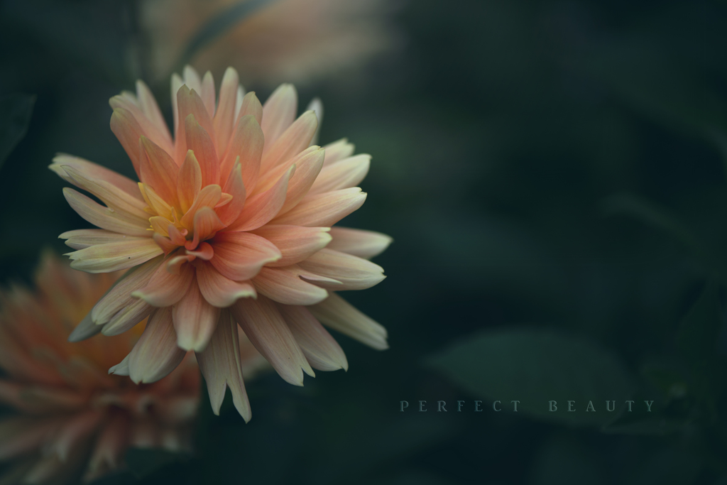 perfect beauty