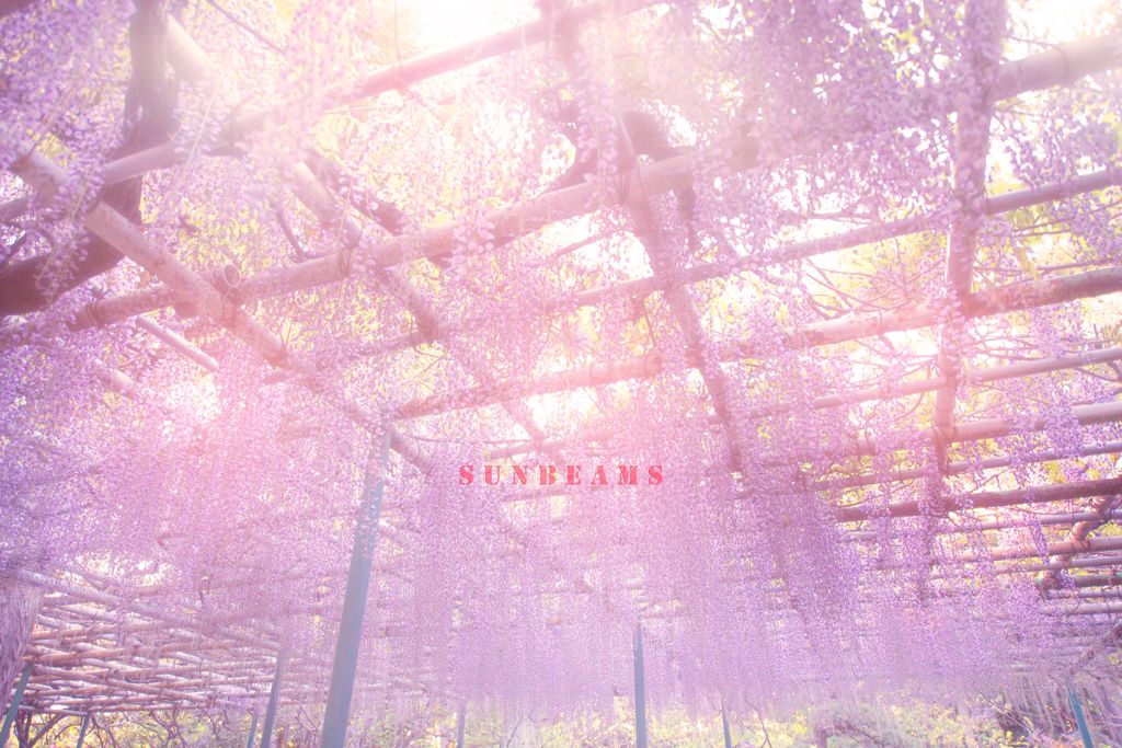 sunbeams