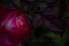 mysterious rose