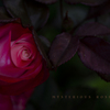 mysterious rose