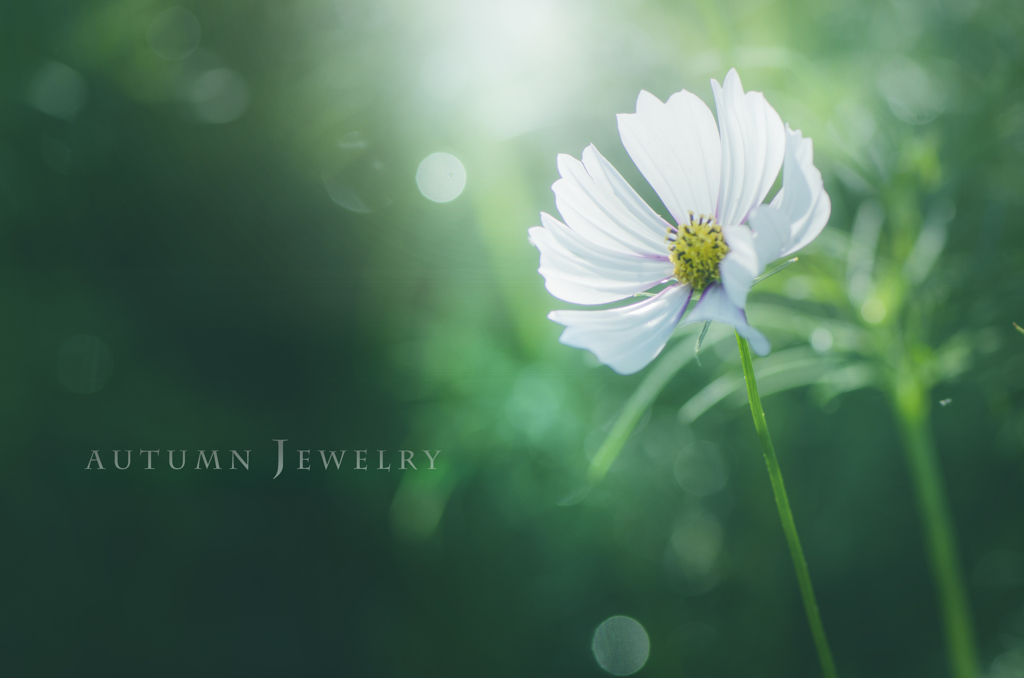 autumn jewelry