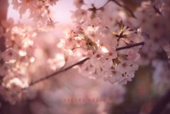 sakura dream