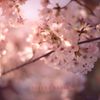 sakura dream