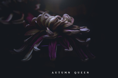 autumn queen