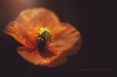 flower stage