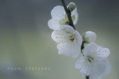 plum festival