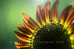 macro