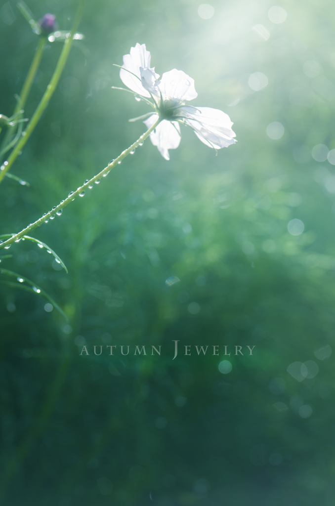 autumn jewelry
