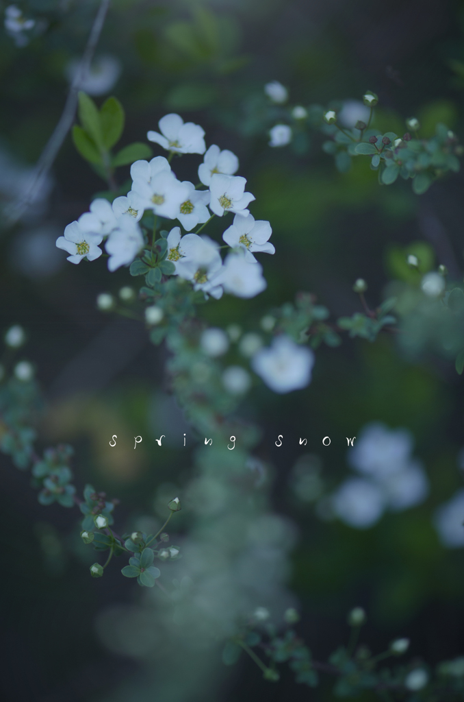 spring snow