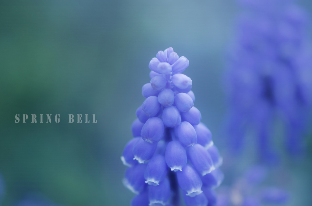 spring bell