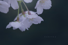 sakura