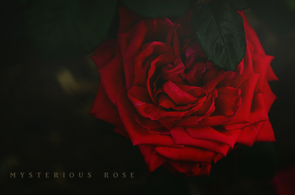 mysterious rose