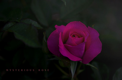 mysterious rose