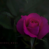 mysterious rose