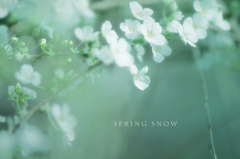 spring snow