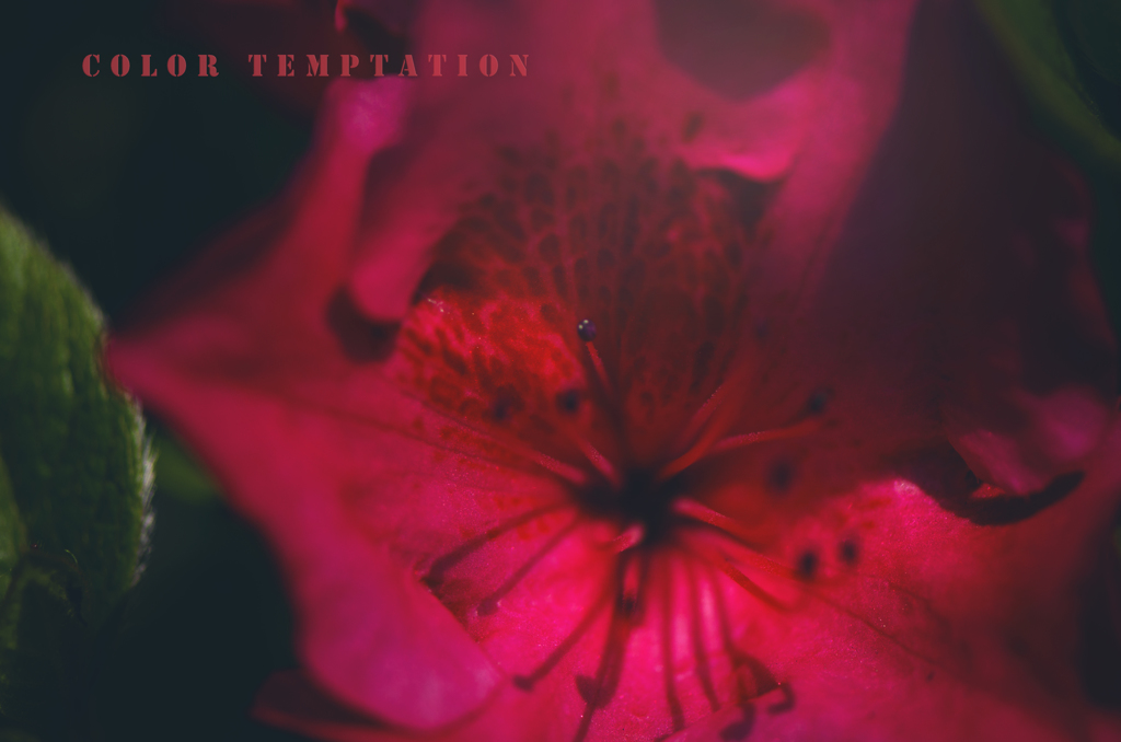 color temptation