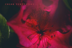 color temptation