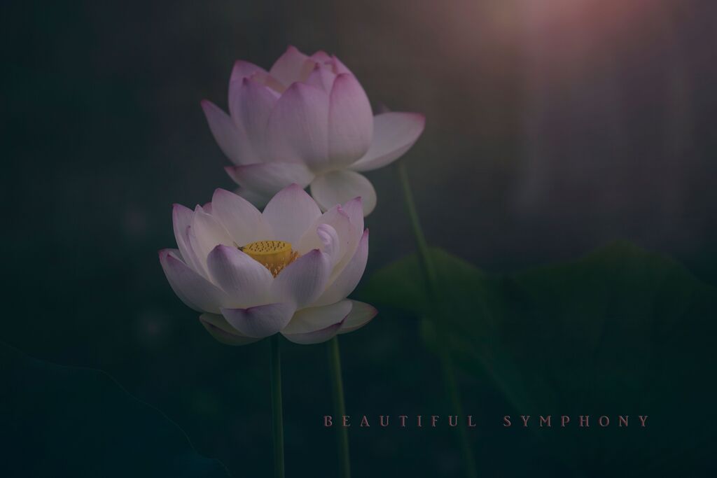 beautiful symphony