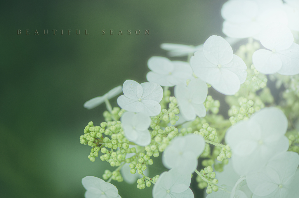 beautiful season