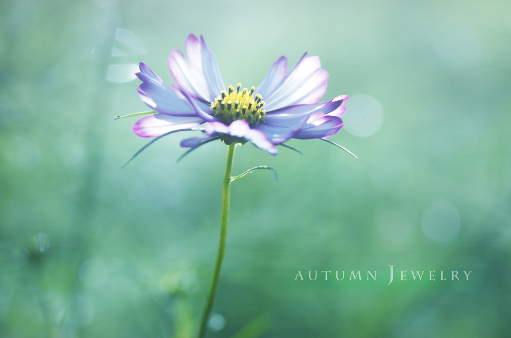 autumn jewelry