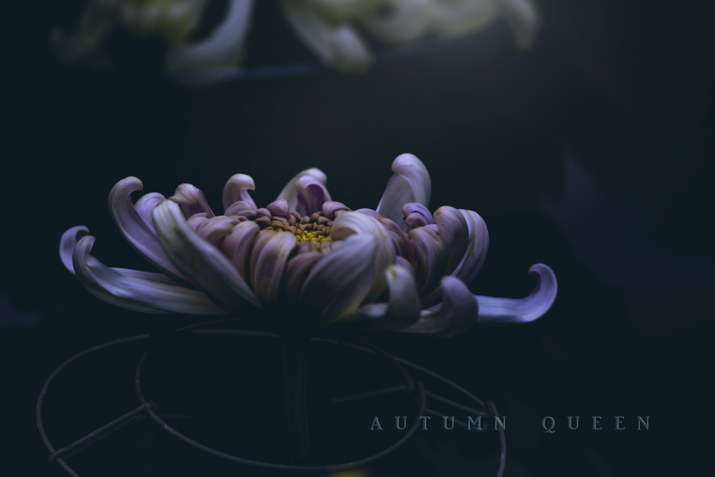 autumn queen