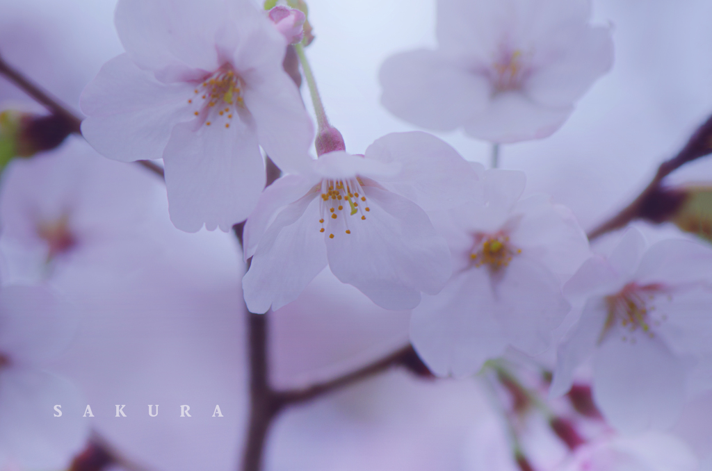 sakura