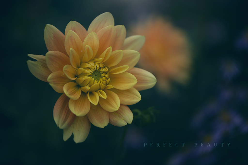 perfect beauty