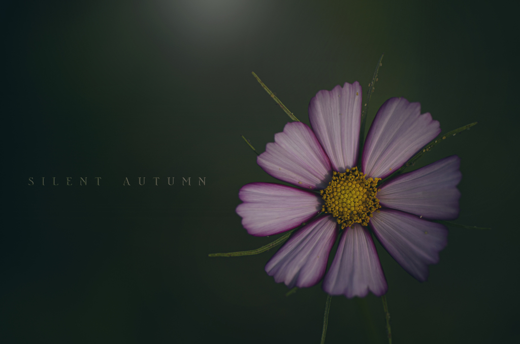 silent autumn