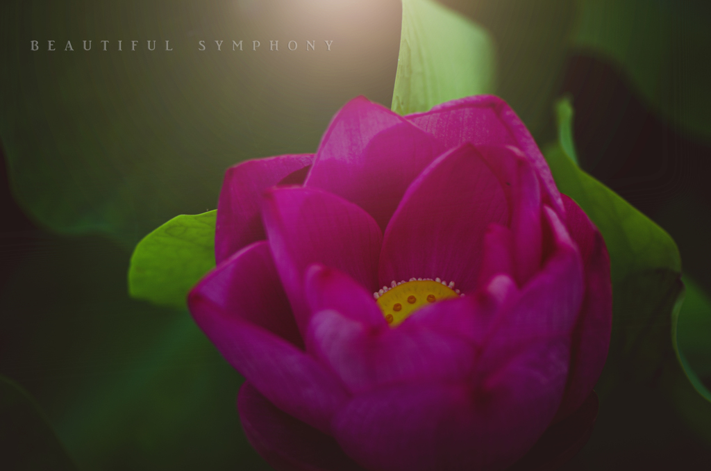 beautiful symphony