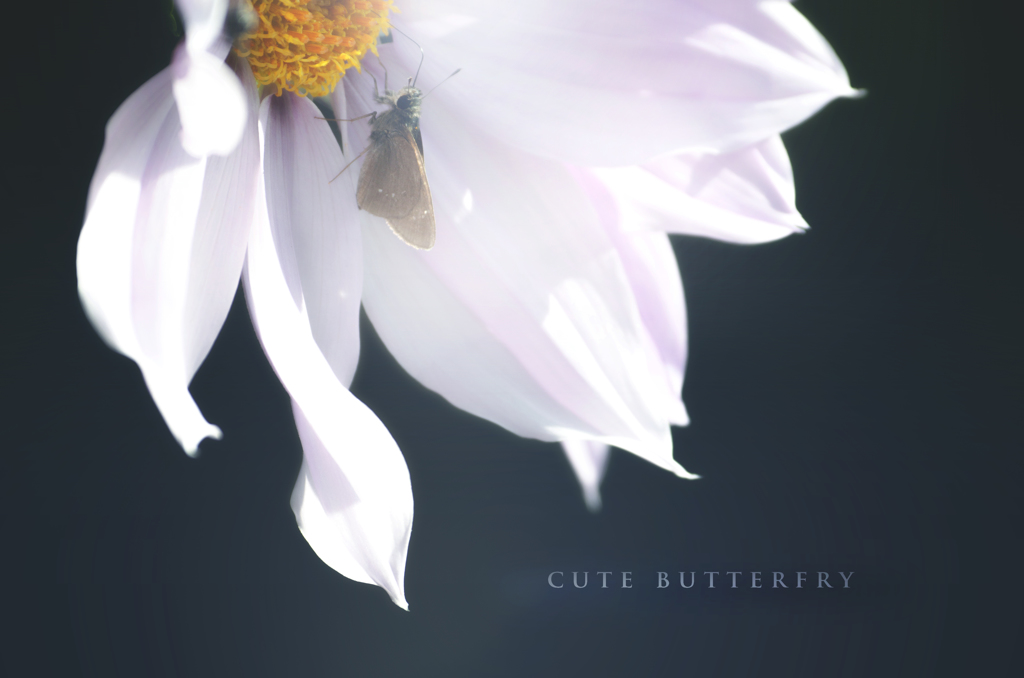 cute butterfly