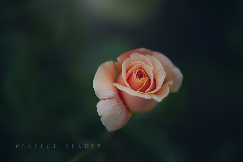 perfect beauty