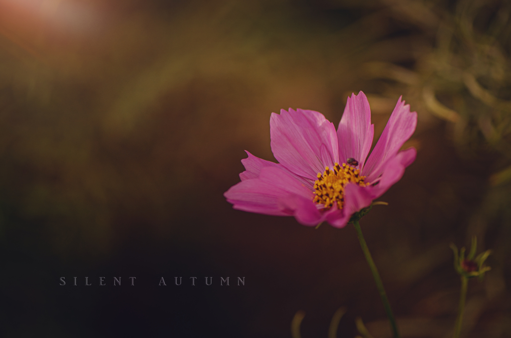 silent autumn