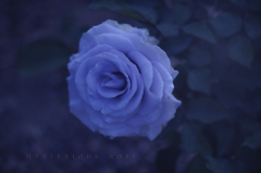 mysterious rose