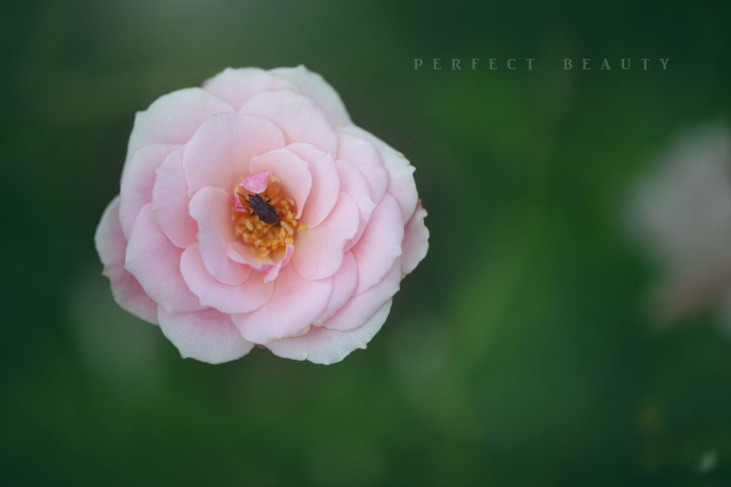 perfect beauty