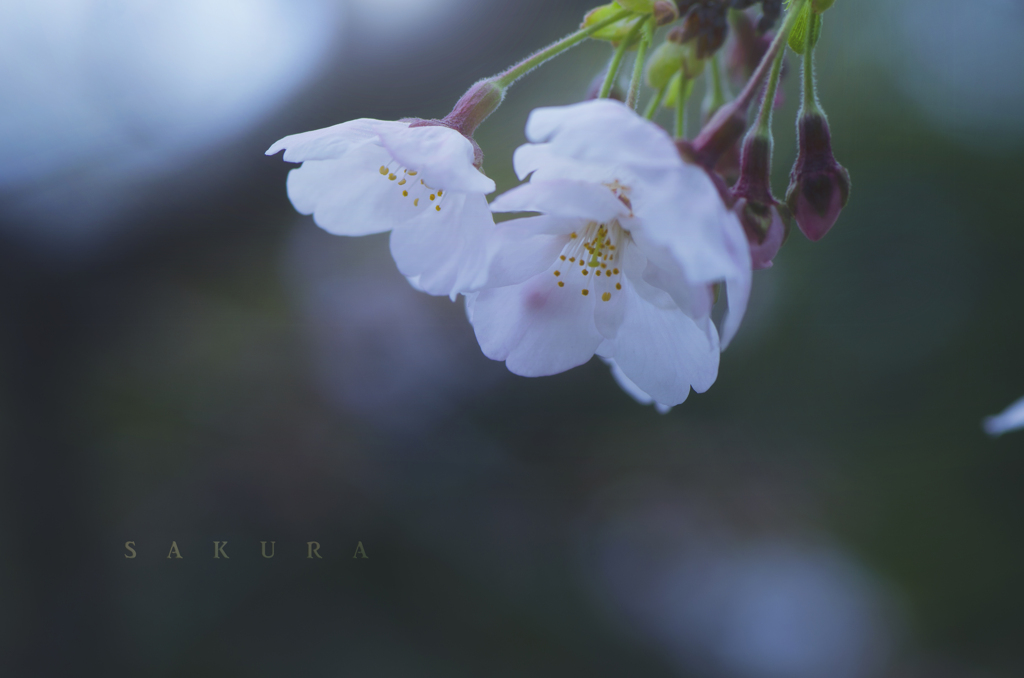 sakura