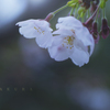 sakura