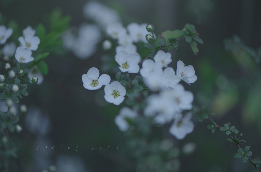 spring snow