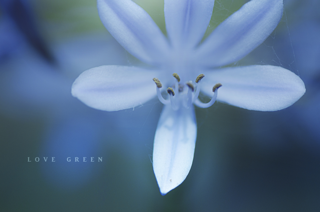 LOVE GREEN