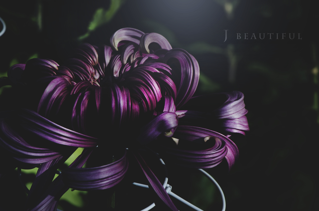J beautiful 