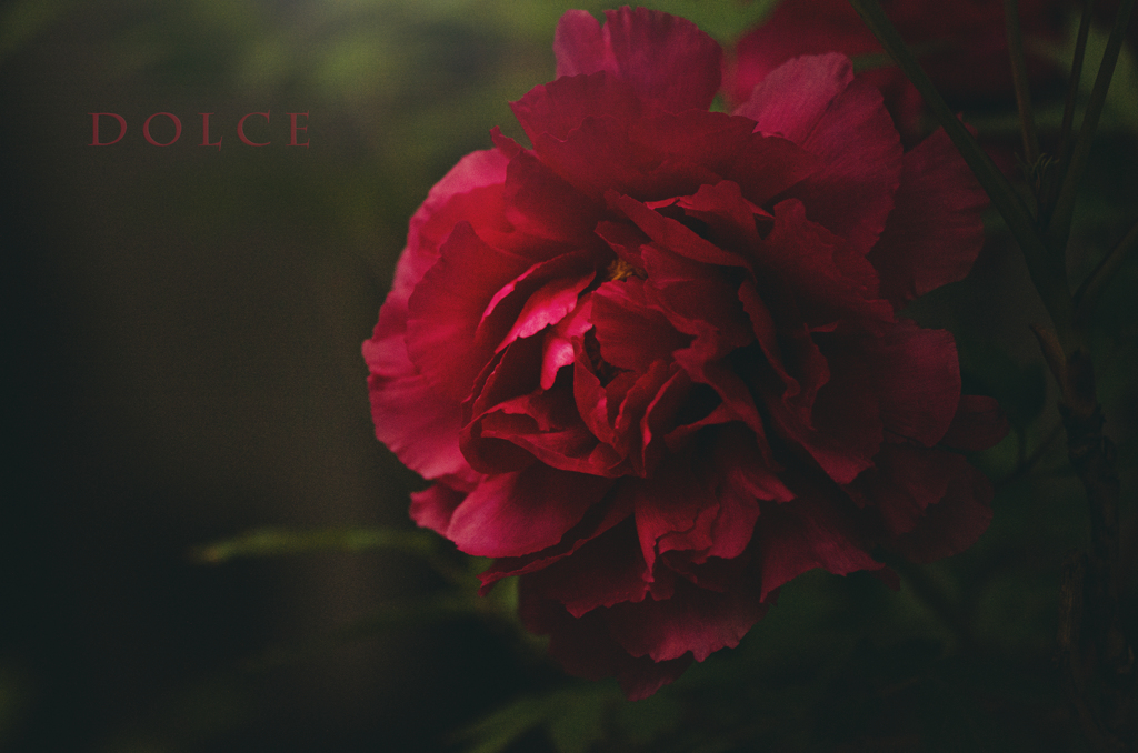 dolce