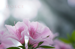 dolce