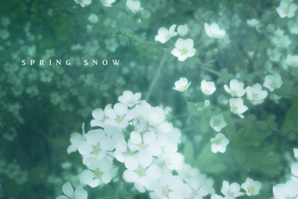 spring snow