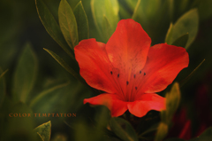 color temptation