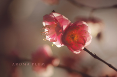 aroma plum