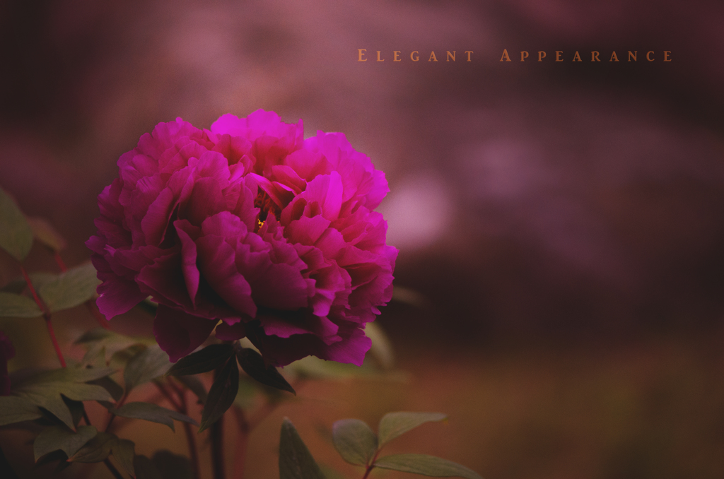 elegant appearance