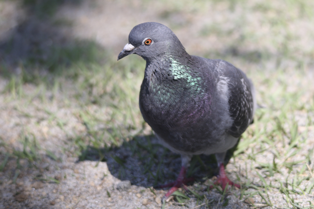 土鳩