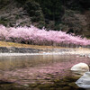 河津桜